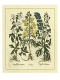 Besler Floral I Gicleetryck av Basilius Besler Besler Floral I Gicleetryck av Basilius Besler