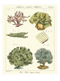 Coral Classification II Giclee Print by Vision Studio 