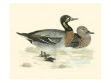 Morris Ducks III Giclee Print by Reverend Francis O. Morris