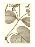 Cropped Sepia Botanical V Reproduction procédé giclée par Vision Studio 