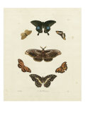 Butterflies III Giclee Print by George Wolfgang Knorr