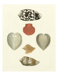 Knorr Shells III Giclee Print by George Wolfgang Knorr