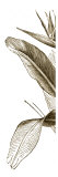 Bird of Paradise Triptych I Lámina giclée por Vision Studio