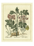 Flore V reproduction procédé giclée par Basilius Besler