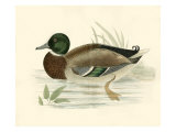 Morris Ducks I Reproduction procédé giclée par Reverend Francis O. Morris