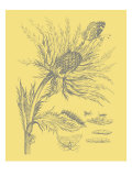 Nature's Optimism I Giclée-Druck von Vision Studio 