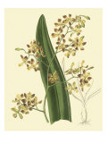 Antique Orchid Study II Giclee Print by Syndenham Edwards