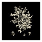 Black and Tan Coral III Giclee Print by Vision Studio 