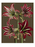 Lush Amaryllis I Giclée-Druck von Van Houtt 