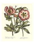 Framboise Floral IV Giclee Print by Syndenham Edwards