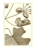 Cropped Sepia Botanical I Giclée-Druck von Vision Studio 