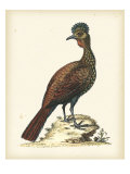 Regal Pheasants V Giclee Print by George Edwards