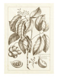 Sepia Exotics II Giclee-trykk av Pierre Buchoz