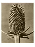 Sepia Botany Study III Giclee Print by Vision Studio 