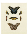 Schmetterlinge I Giclée-Druck von George Wolfgang Knorr