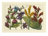 Arena Botanical III Lámina giclée