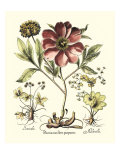 Framboise Floral I reproduction procédé giclée par Basilius Besler