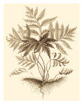 Sepia Munting Foliage IV reproduction procédé giclée par Abraham Munting