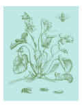 Spring Cyclamen II reproduction procédé giclée par Vision Studio 