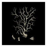 Black and Tan Coral I Giclee Print by Vision Studio 