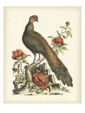 Regal Pheasants III Reproduction procédé giclée par George Edwards