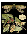 Whimsical Dragonfly on Black I Giclee Print