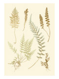 Fern Impressions IV Giclee-trykk av Henry Bradbury
