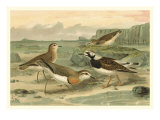 Shore Gathering I Giclee Print by Franz Eugen Kohler