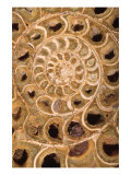 Ammonite I Lámina giclée por Vision Studio Ammonite I Lámina giclée por Vision Studio