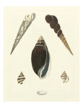Knorr Shells VI Giclee Print by George Wolfgang Knorr