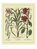 Besler Floral III Giclee Print by Basilius Besler