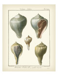 Volute Shells, Pl.390 Gicleetryck av Diderot Volute Shells, Pl.390 Gicleetryck av Diderot