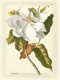 Magnificent Magnolias I Giclee Print by Jacob Trew
