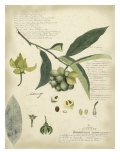 Pflanzenstudien II Giclée-Druck von A. Descube