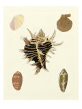 Knorr Shells II Giclee Print by George Wolfgang Knorr
