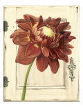 Dahlia Door Lámina giclée por Megan Meagher Dahlia Door Lámina giclée por Megan Meagher