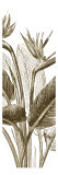 Bird of Paradise Triptych II Lámina giclée por Vision Studio