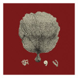 Red and Tan Coral II Giclee Print by Vision Studio 