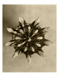Sepia Botany Study IV Impressão giclée por Vision Studio