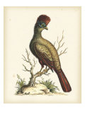 Regal Pheasants IV Giclee Print by George Edwards