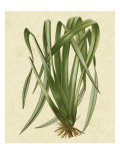 New Zealand Flax reproduction procédé giclée par Vision Studio 