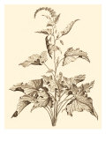 Sepia Munting Foliage II reproduction procédé giclée par Abraham Munting