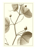 Cropped Sepia Botanical IV Giclee Print by Vision Studio 