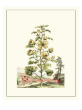 Grandiose View II reproduction procédé giclée par Abraham Munting