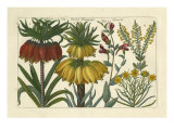 Botanical I Giclee Print