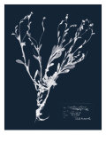Impressions on Indigo II Giclée-tryk af Vision Studio Impressions on Indigo II Giclée-tryk af Vision Studio