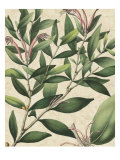 Botanic Beauty II Giclee Print by Vision Studio 