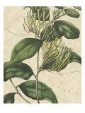 Botanic Beauty IV Giclee Print by Vision Studio 
