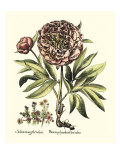 Framboise Floral III Giclee-trykk av Basilius Besler Framboise Floral III Giclee-trykk av Basilius Besler