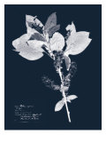 Impressions on Indigo I Giclée-tryk af Vision Studio Impressions on Indigo I Giclée-tryk af Vision Studio